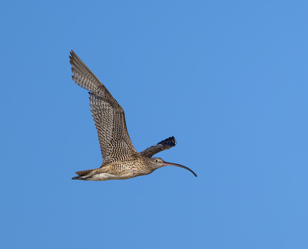 Far Eastern Curlew - Pedro G