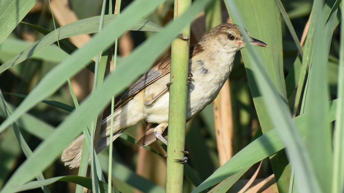 Clamorous Reed Warbler - ML624020251