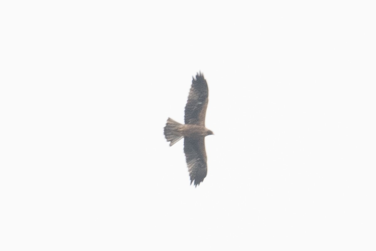 Booted Eagle - ML624020257