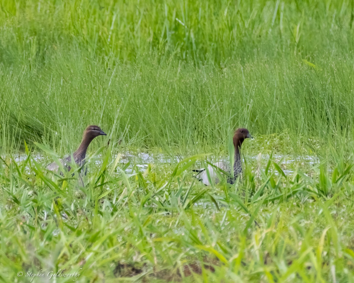 Maned Duck - ML624020269