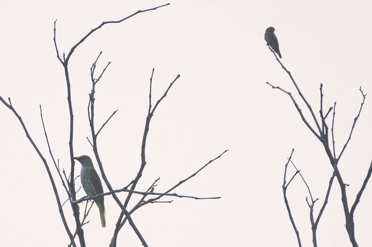 Dark-sided Flycatcher - ML624020279