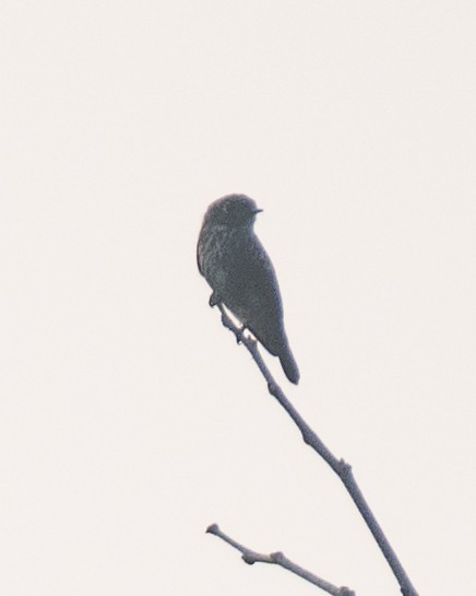 Dark-sided Flycatcher - ML624020280