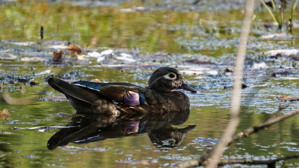 Wood Duck - ML624020293