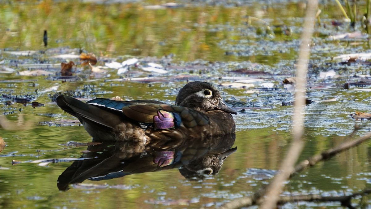 Wood Duck - ML624020294