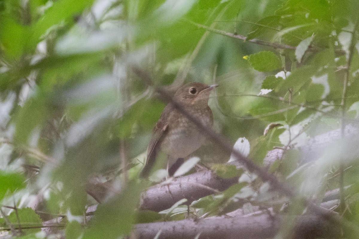 Siberian Blue Robin - ML624020322