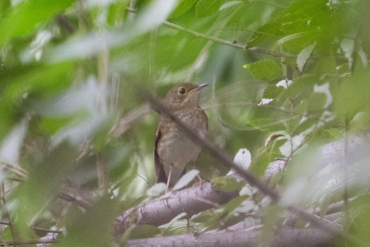 Siberian Blue Robin - ML624020323