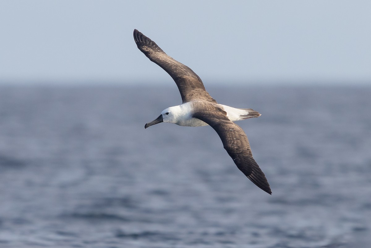 Indian Yellow-nosed Albatross - ML624020361