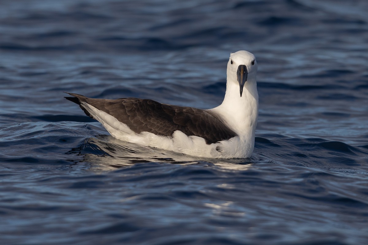 Indian Yellow-nosed Albatross - ML624020363