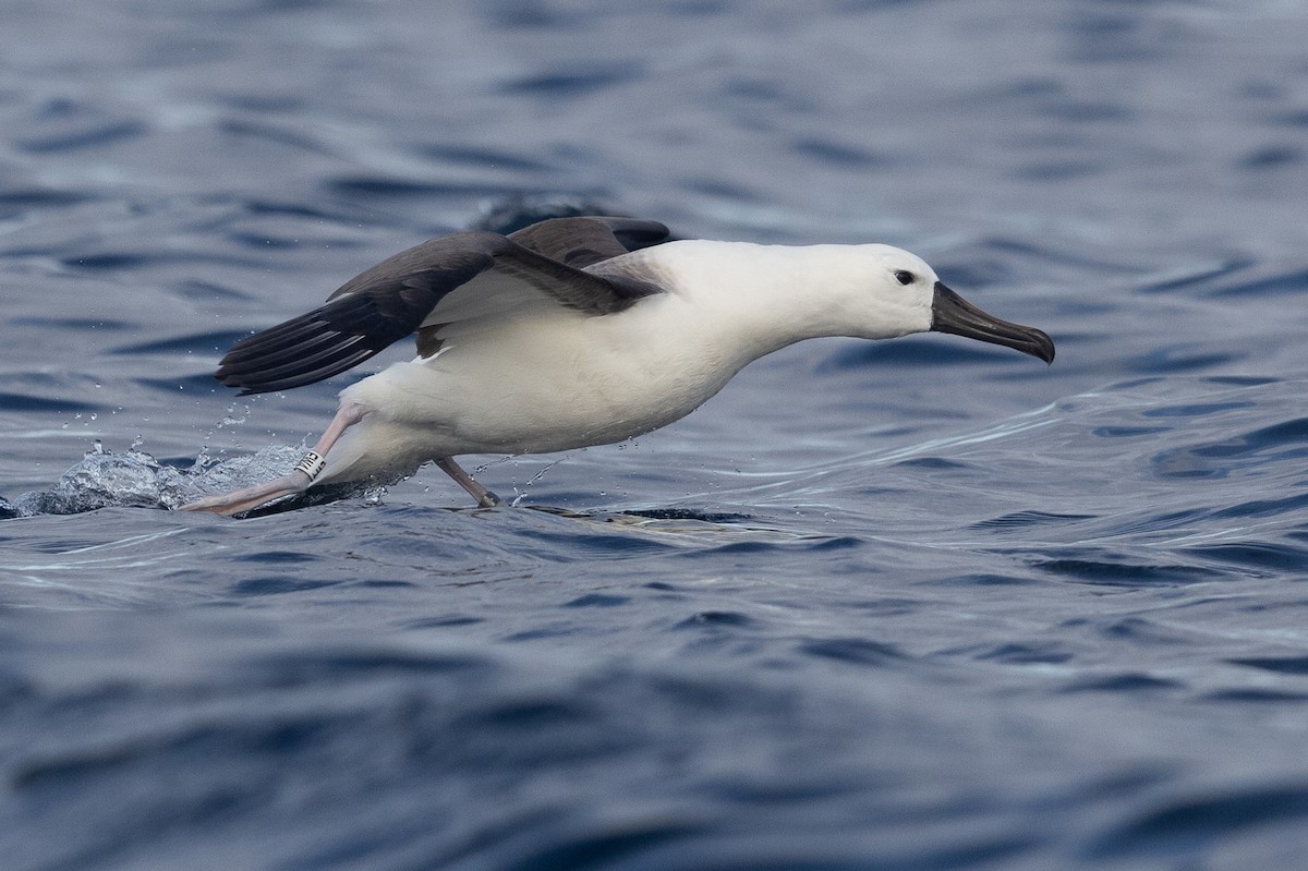 Indian Yellow-nosed Albatross - ML624020372