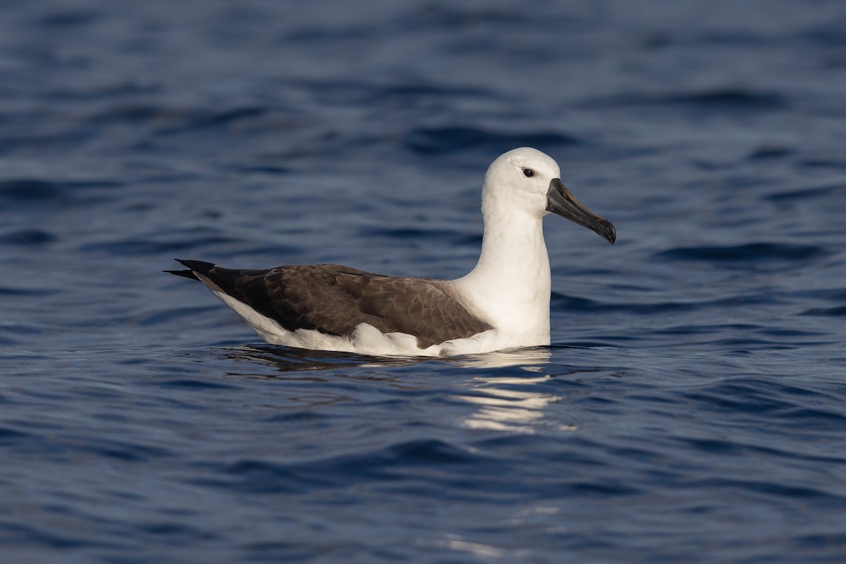 Indian Yellow-nosed Albatross - ML624020373