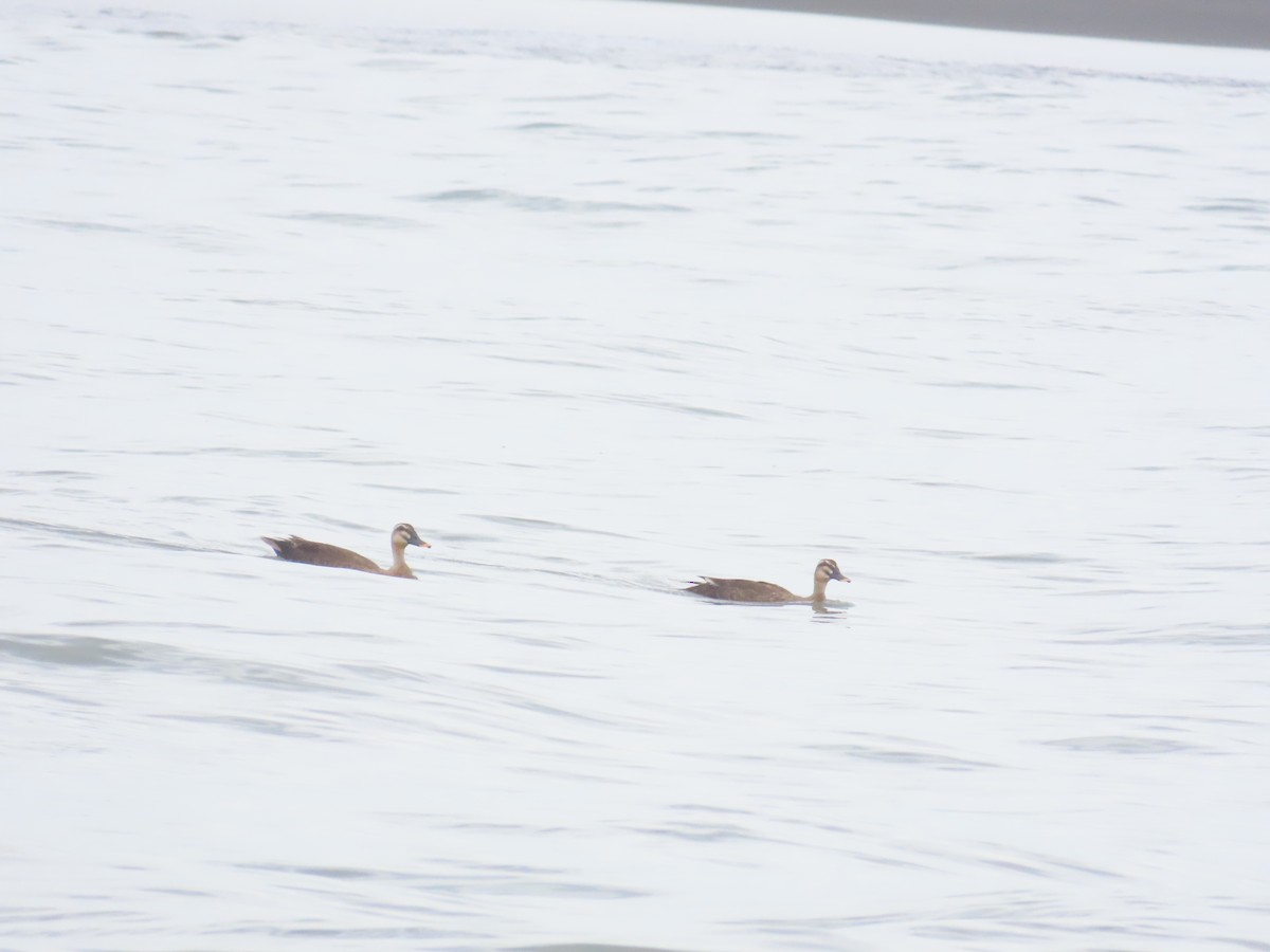 Eastern Spot-billed Duck - ML624020415