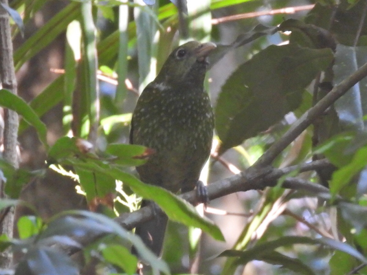 Green Catbird - ML624020417