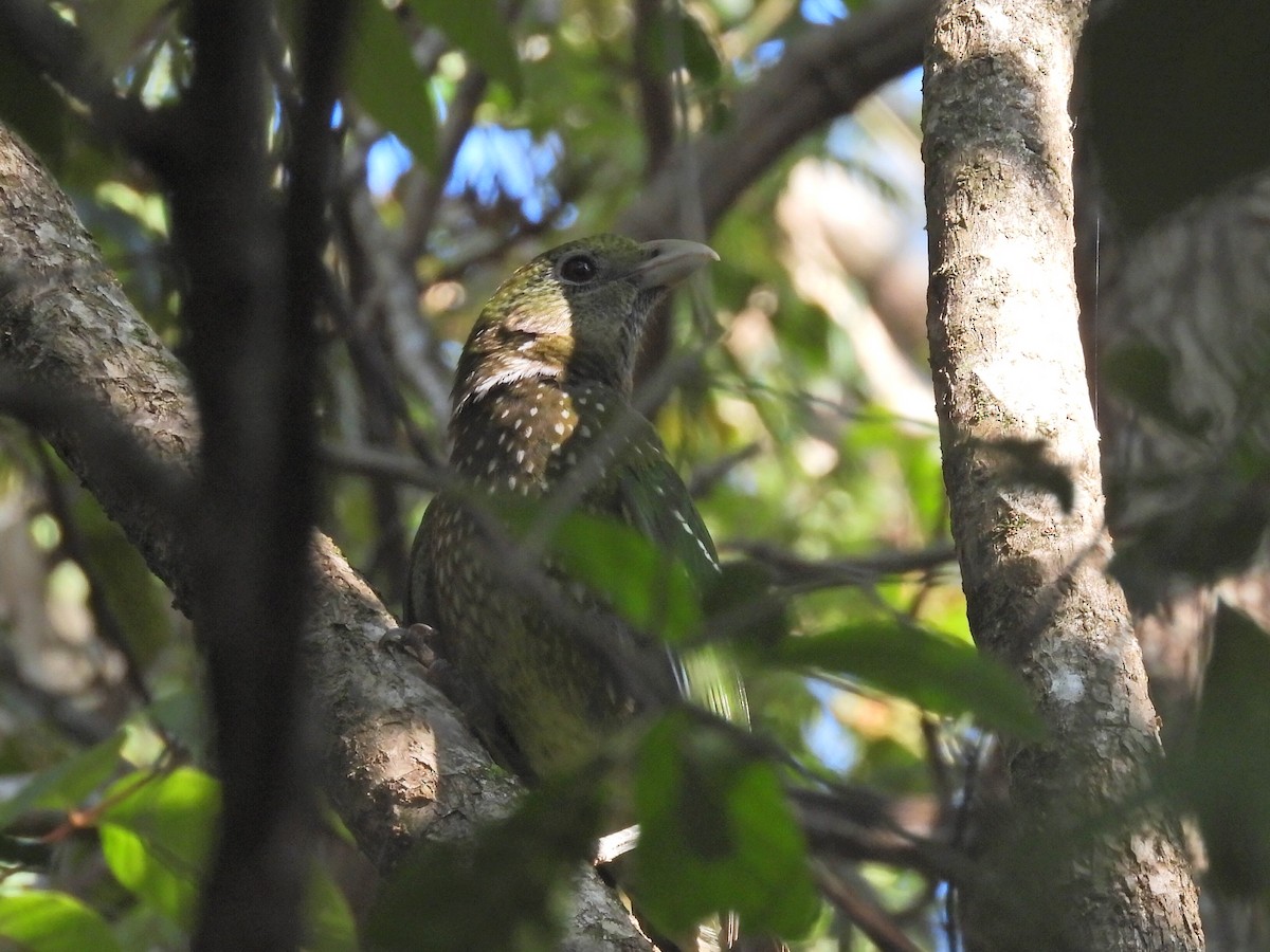 Green Catbird - ML624020418