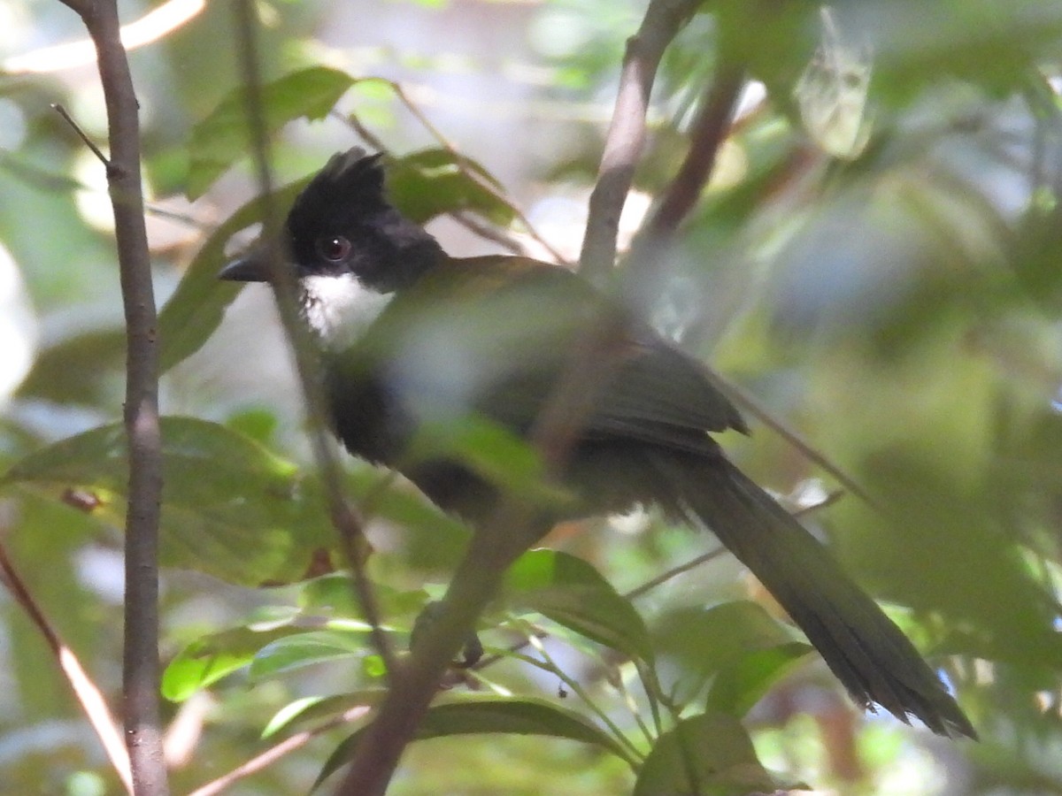 Eastern Whipbird - ML624020439