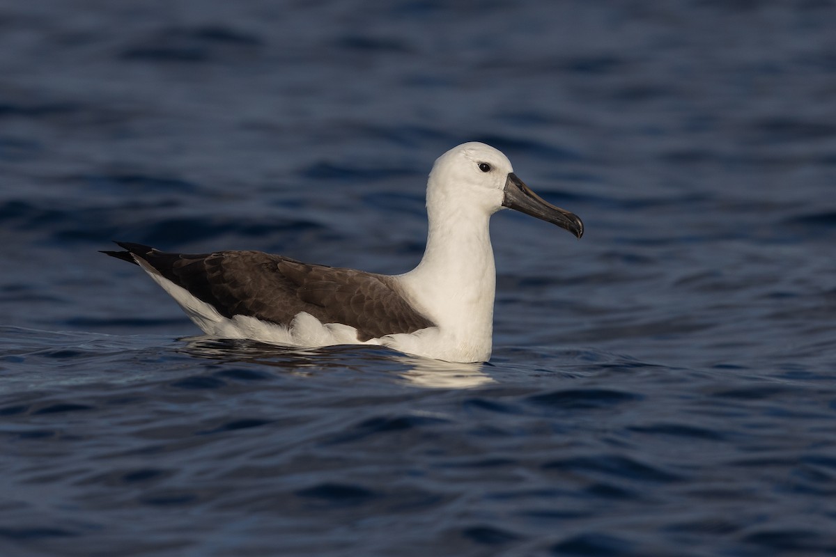 Indian Yellow-nosed Albatross - ML624020446