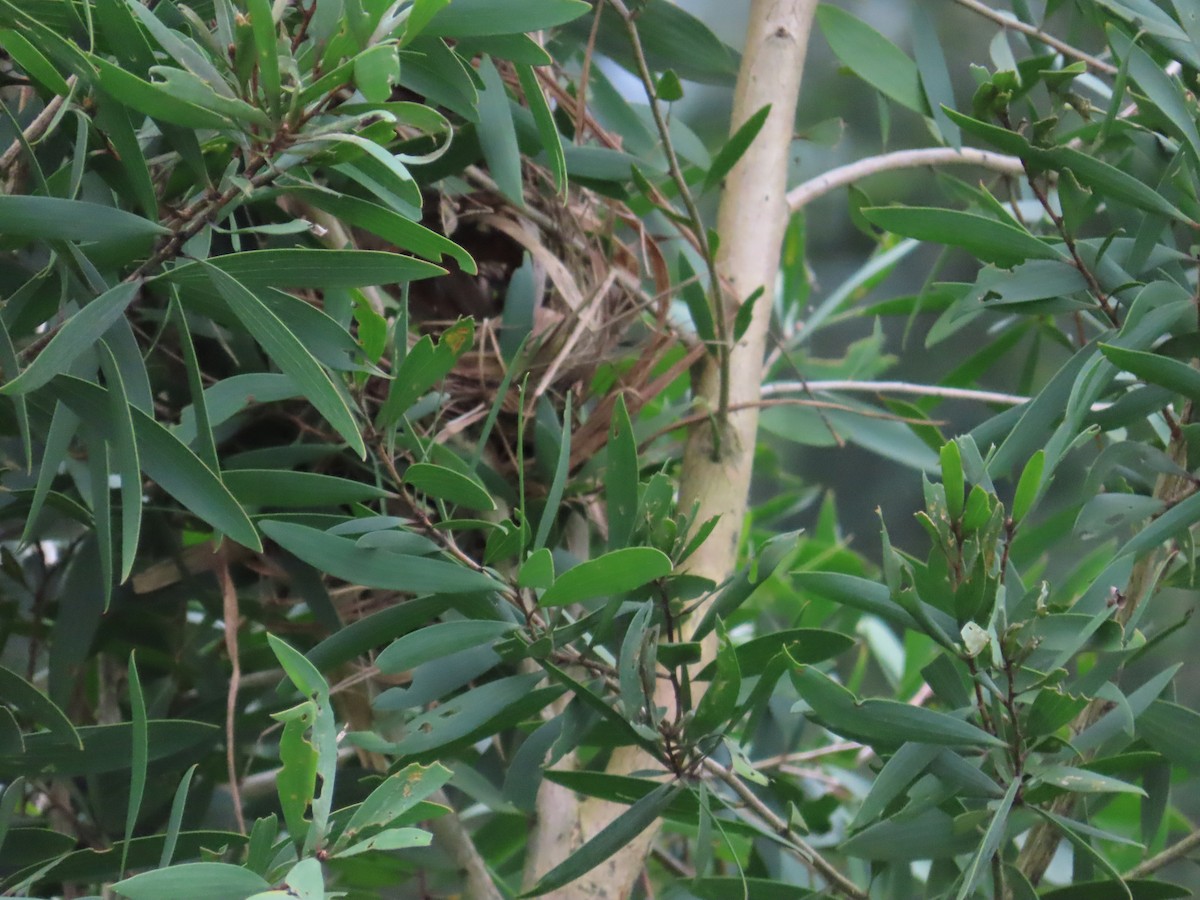 White-rumped Munia - ML624020447