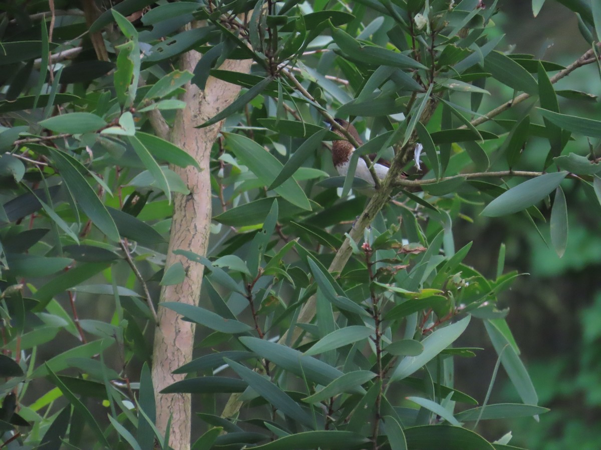 White-rumped Munia - ML624020448