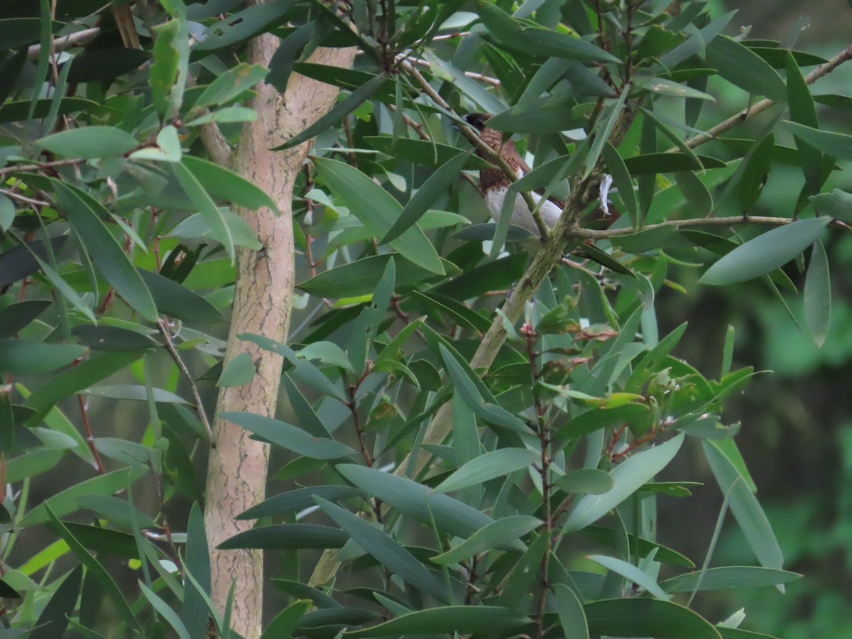 White-rumped Munia - ML624020449