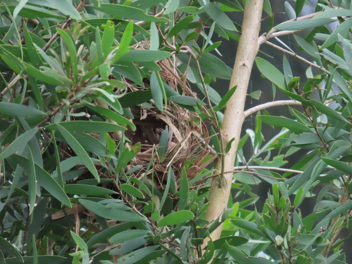 White-rumped Munia - ML624020450