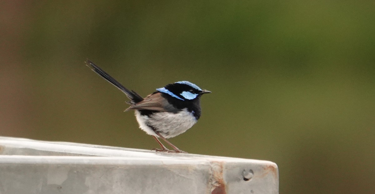 Superb Fairywren - ML624020456