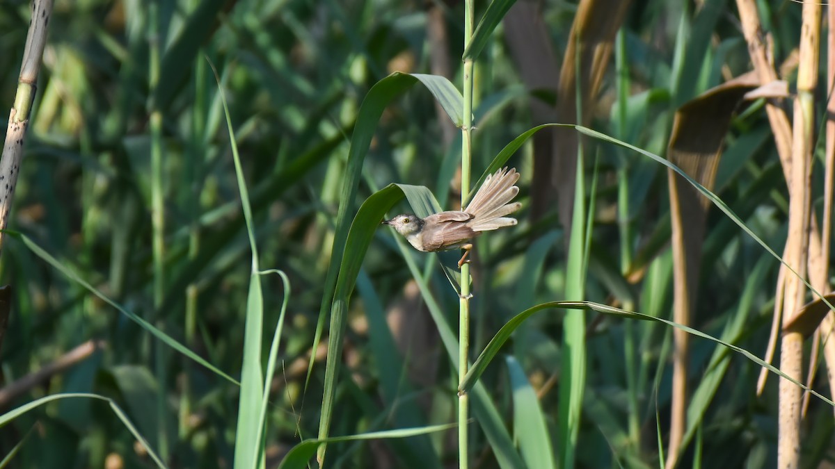 Plain Prinia - ML624020492