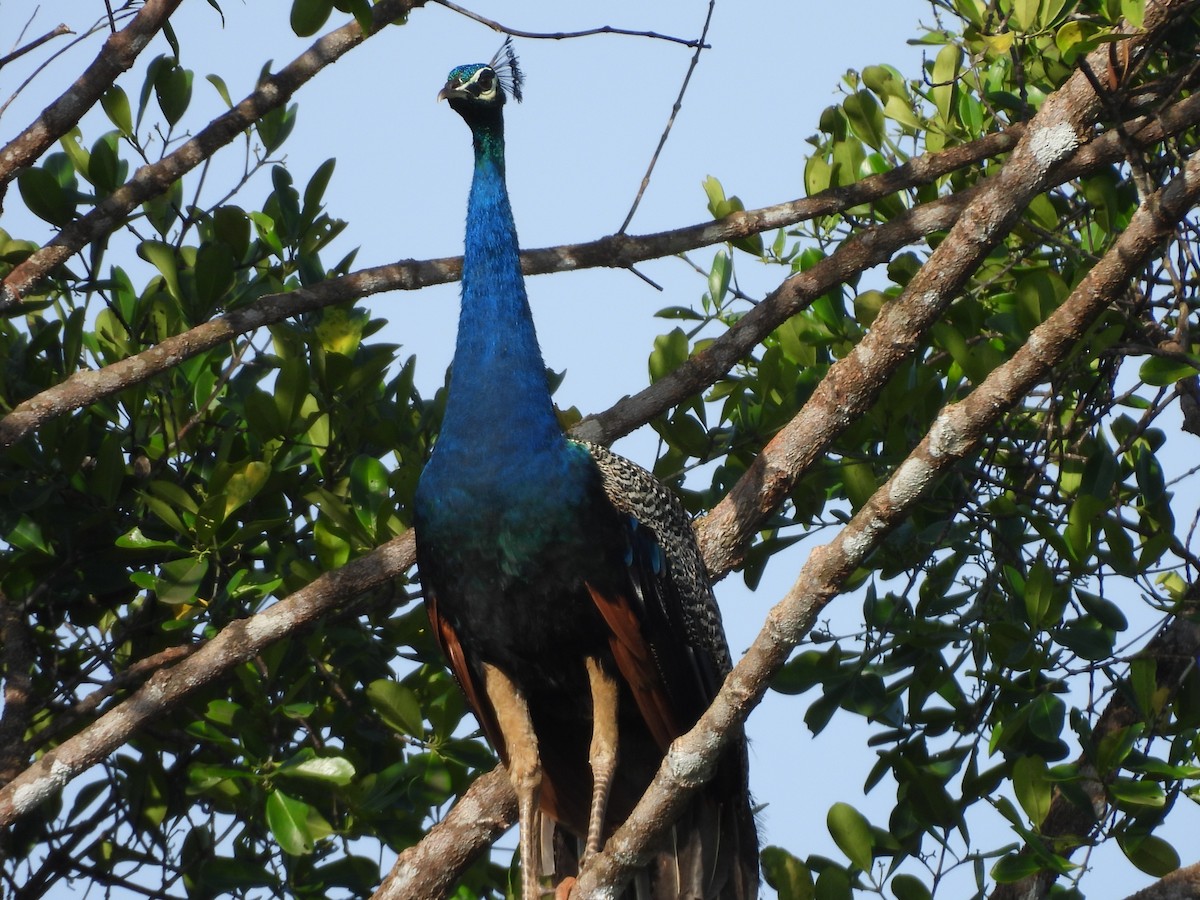 Indian Peafowl - ML624020499