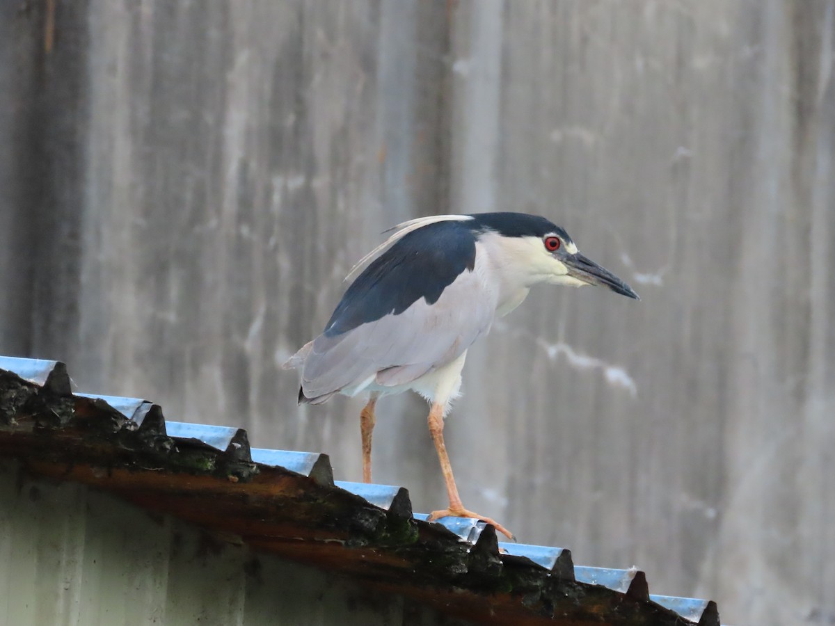 Black-crowned Night Heron - ML624020500