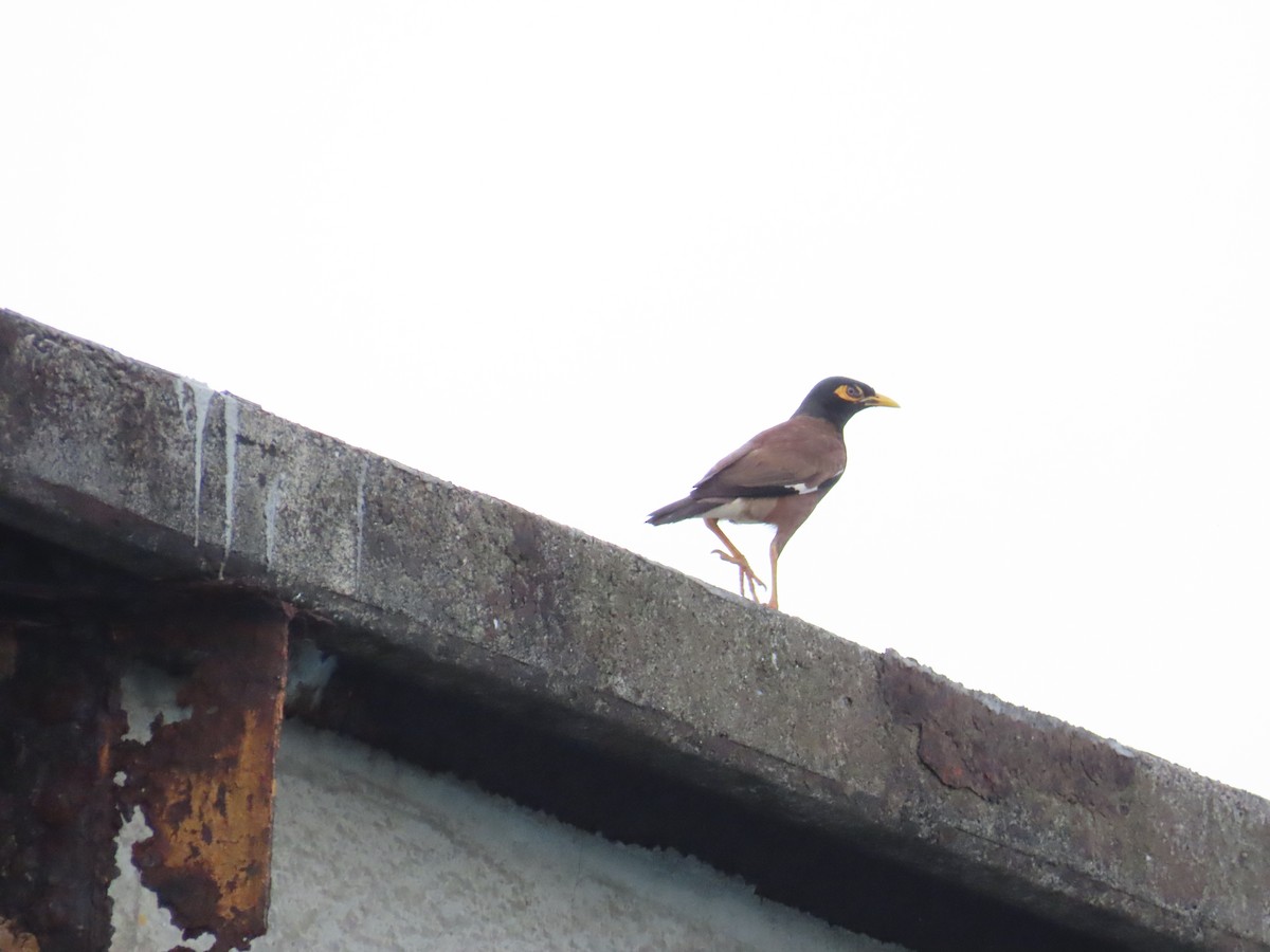 Common Myna - ML624020504