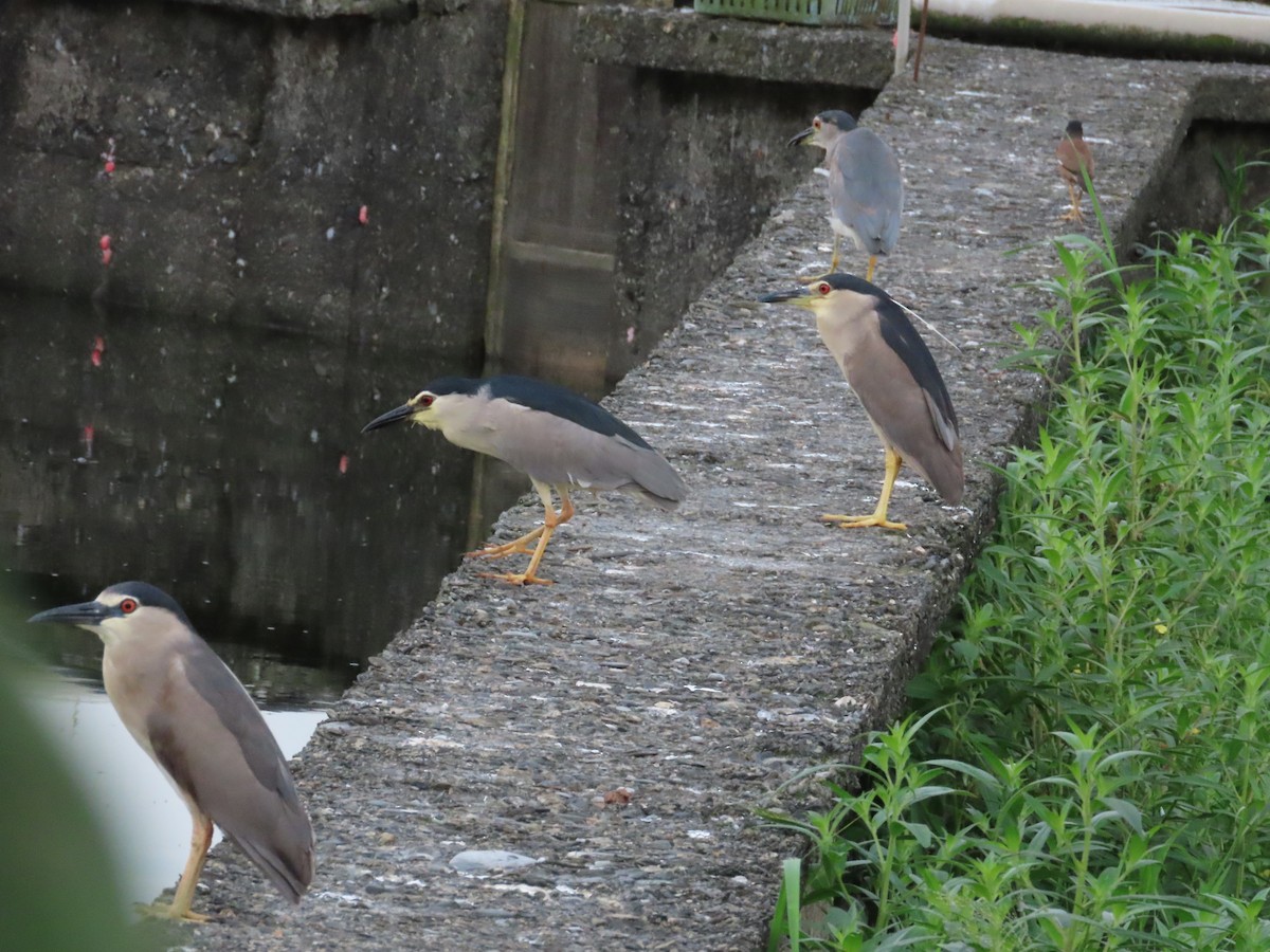 Black-crowned Night Heron - ML624020505