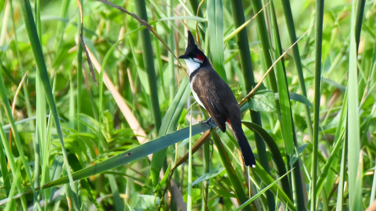 Red-whiskered Bulbul - ML624020508