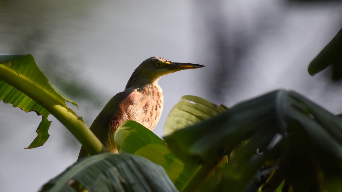 Indian Pond-Heron - ML624020518