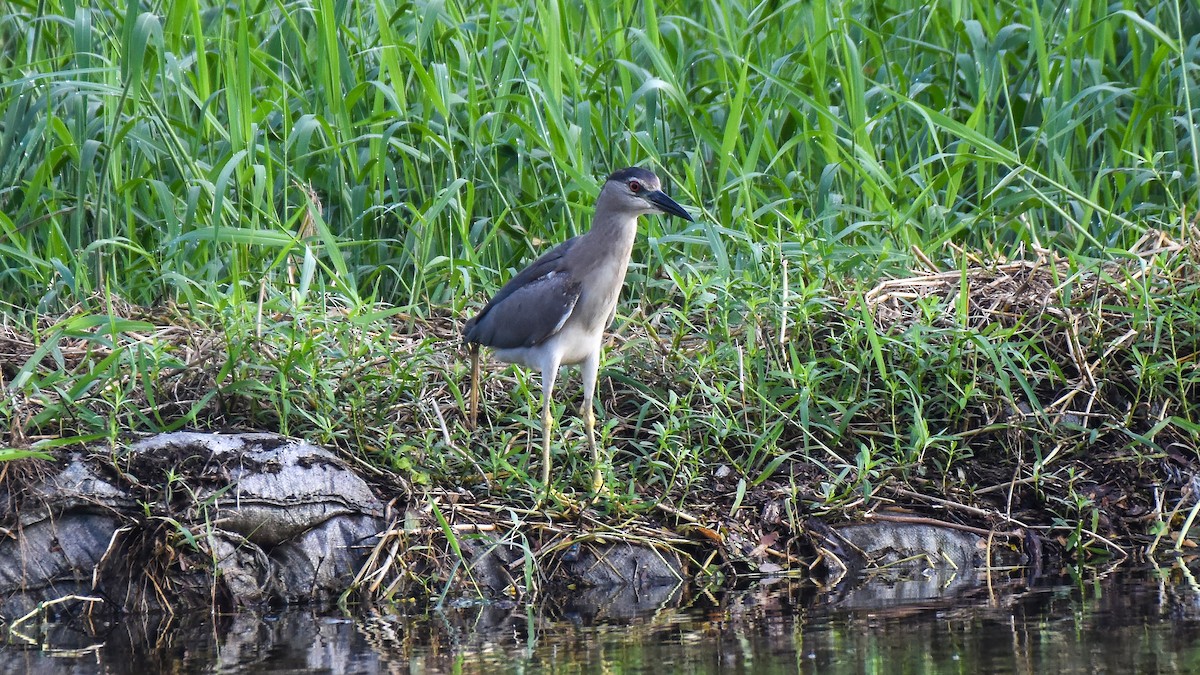 Black-crowned Night Heron - Prasenjit Bhattacharjee