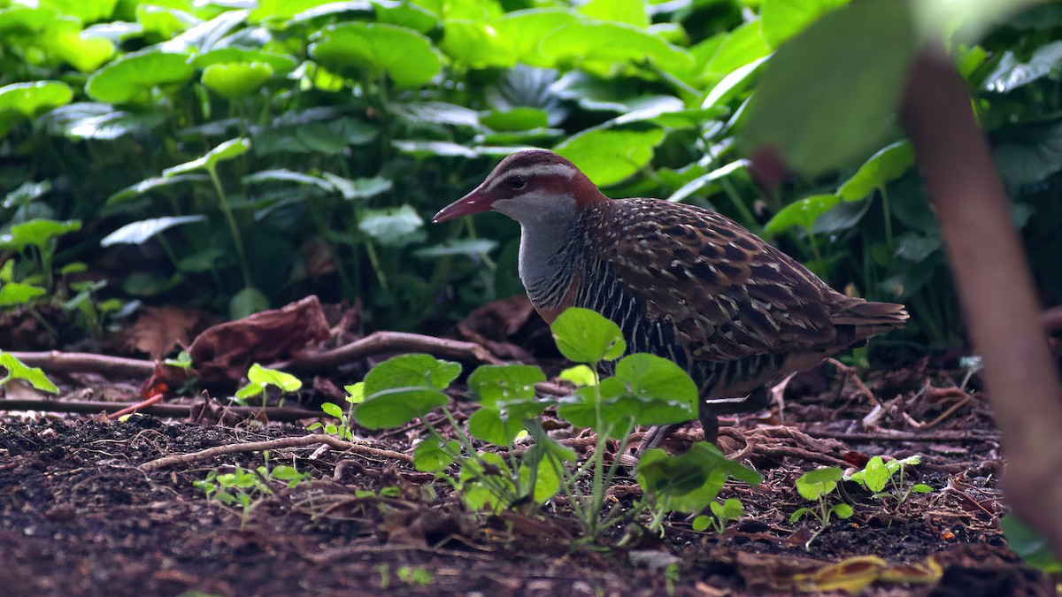 Buff-banded Rail - ML624020538