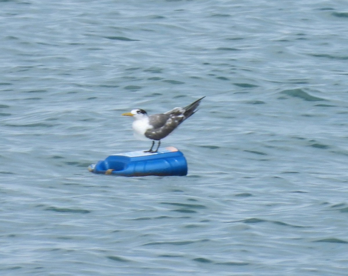 Great Crested Tern - ML624020554