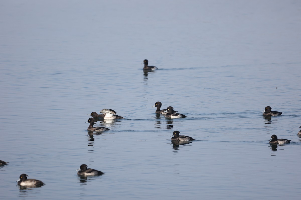 鳳頭潛鴨 - ML624020566