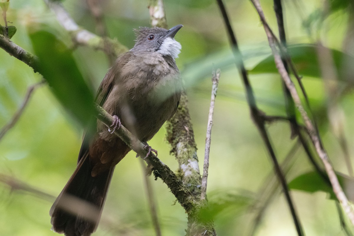 Penan Bulbul - ML624020572