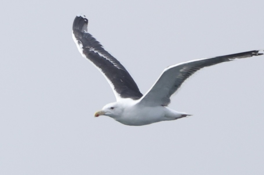 Great Black-backed Gull - ML624020575