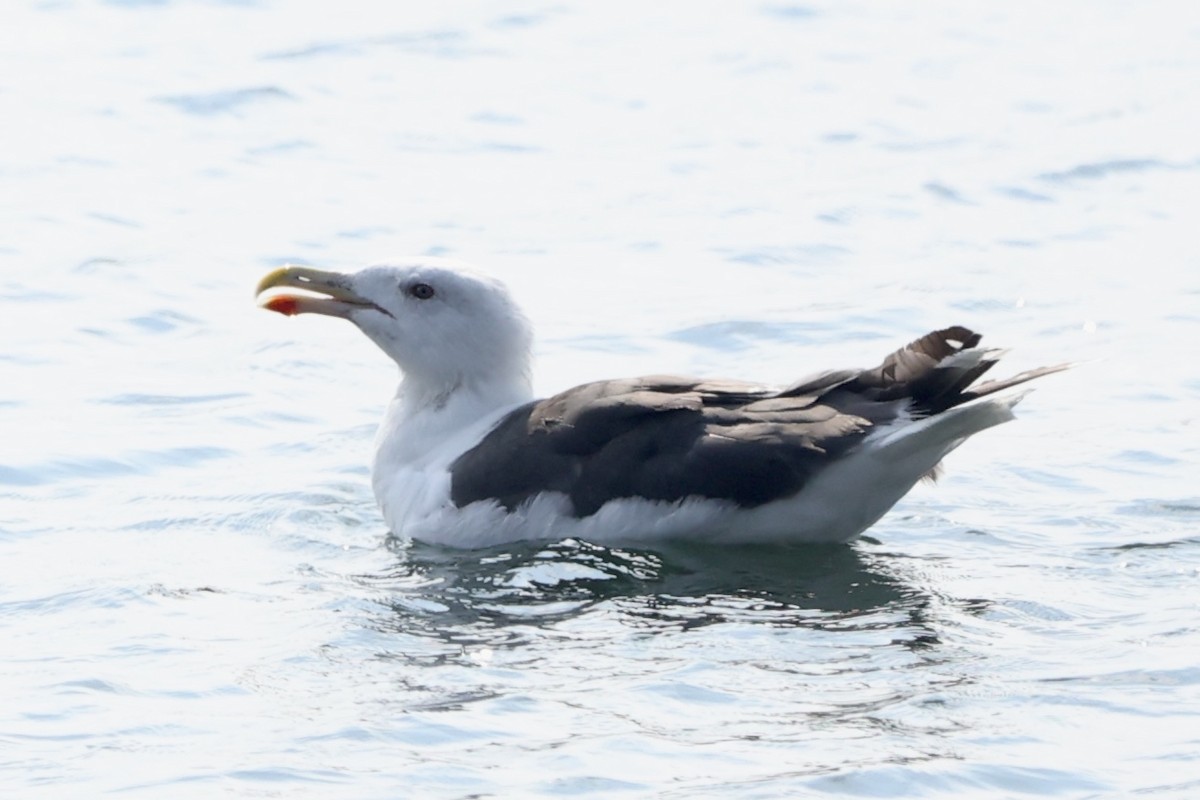 Great Black-backed Gull - ML624020576