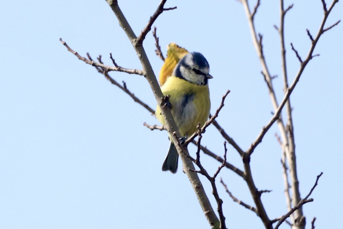 Eurasian Blue Tit - ML624020583