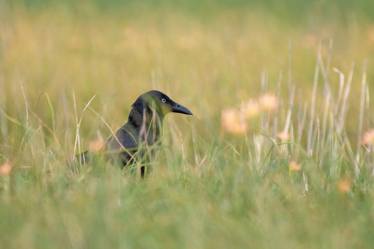 Petit Corbeau - ML624020600