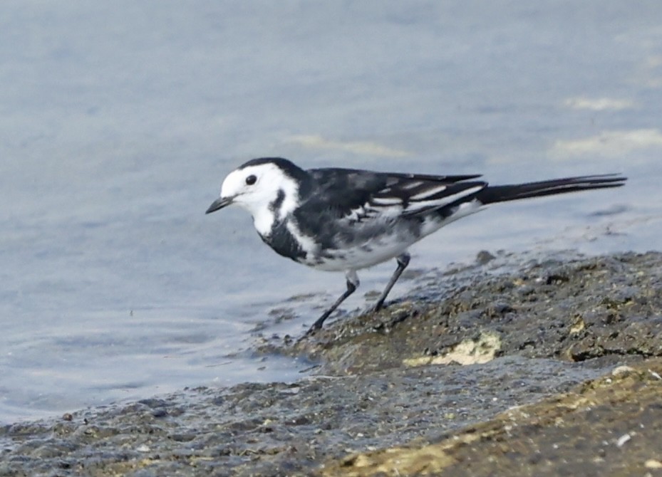 White Wagtail (British) - ML624020609