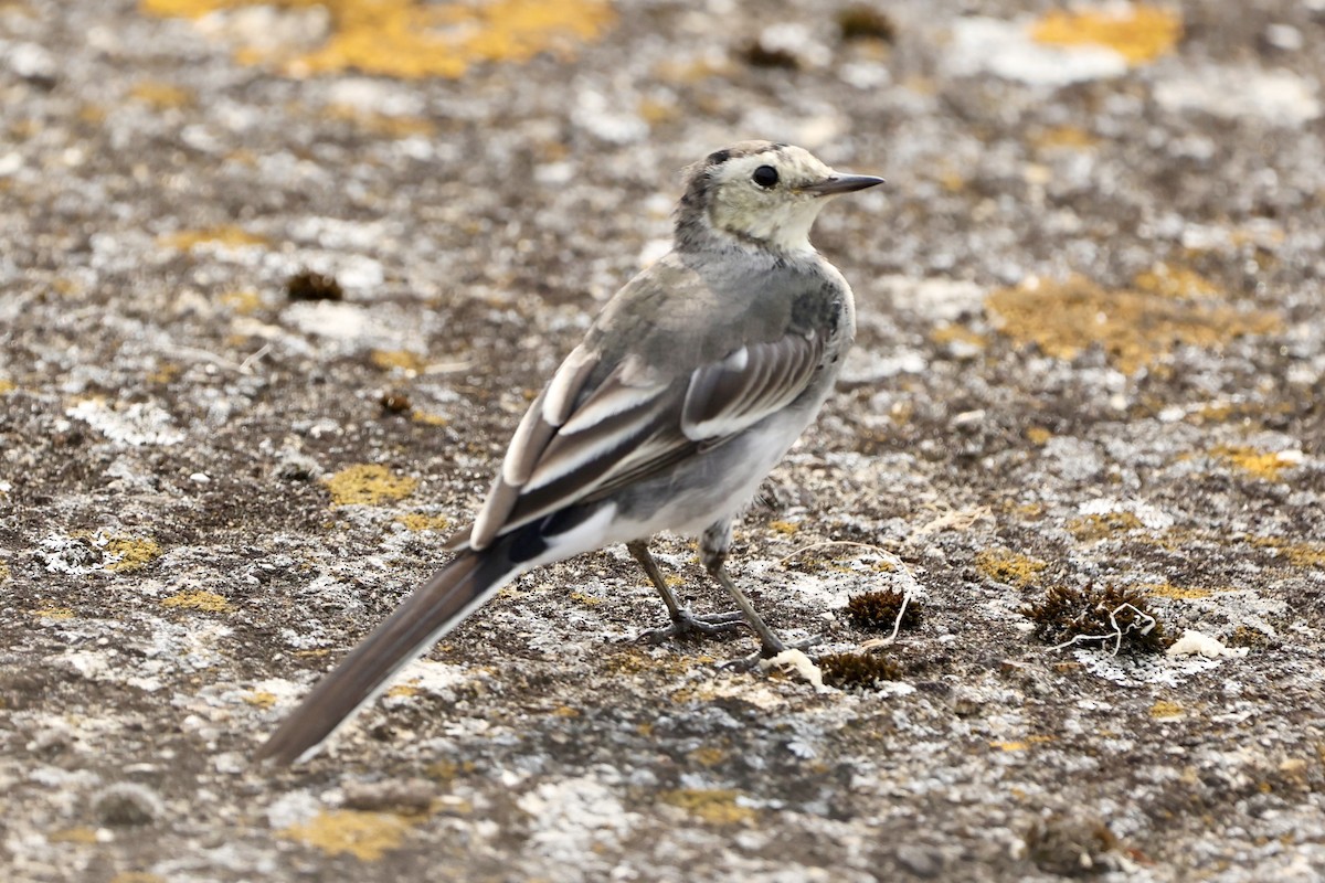 White Wagtail (British) - ML624020610