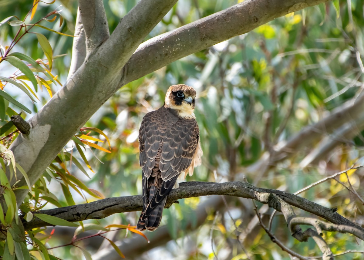 Australian Hobby - Jonathan Tickner