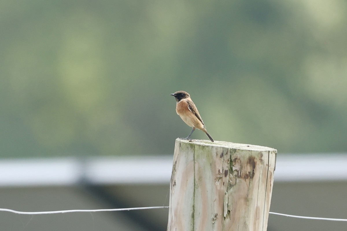 European Stonechat - ML624020627