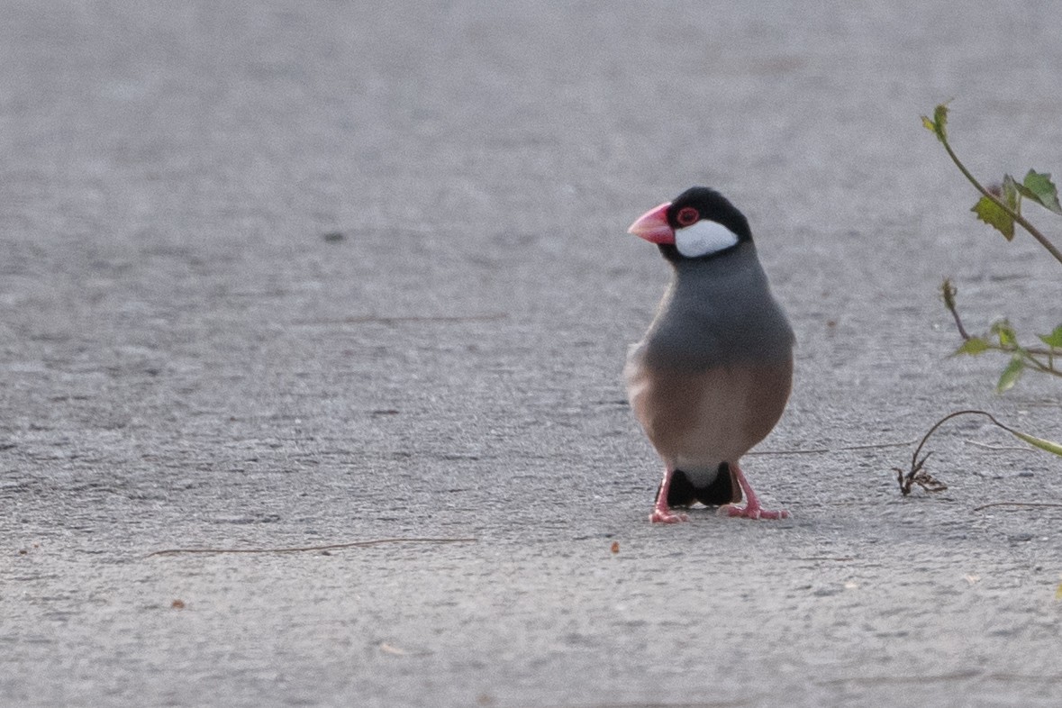 Java Sparrow - ML624020638