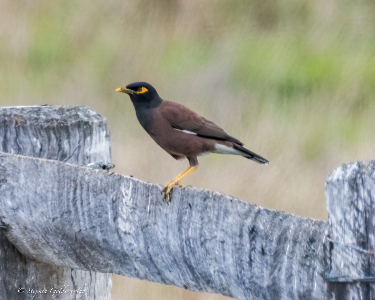 Common Myna - ML624020647