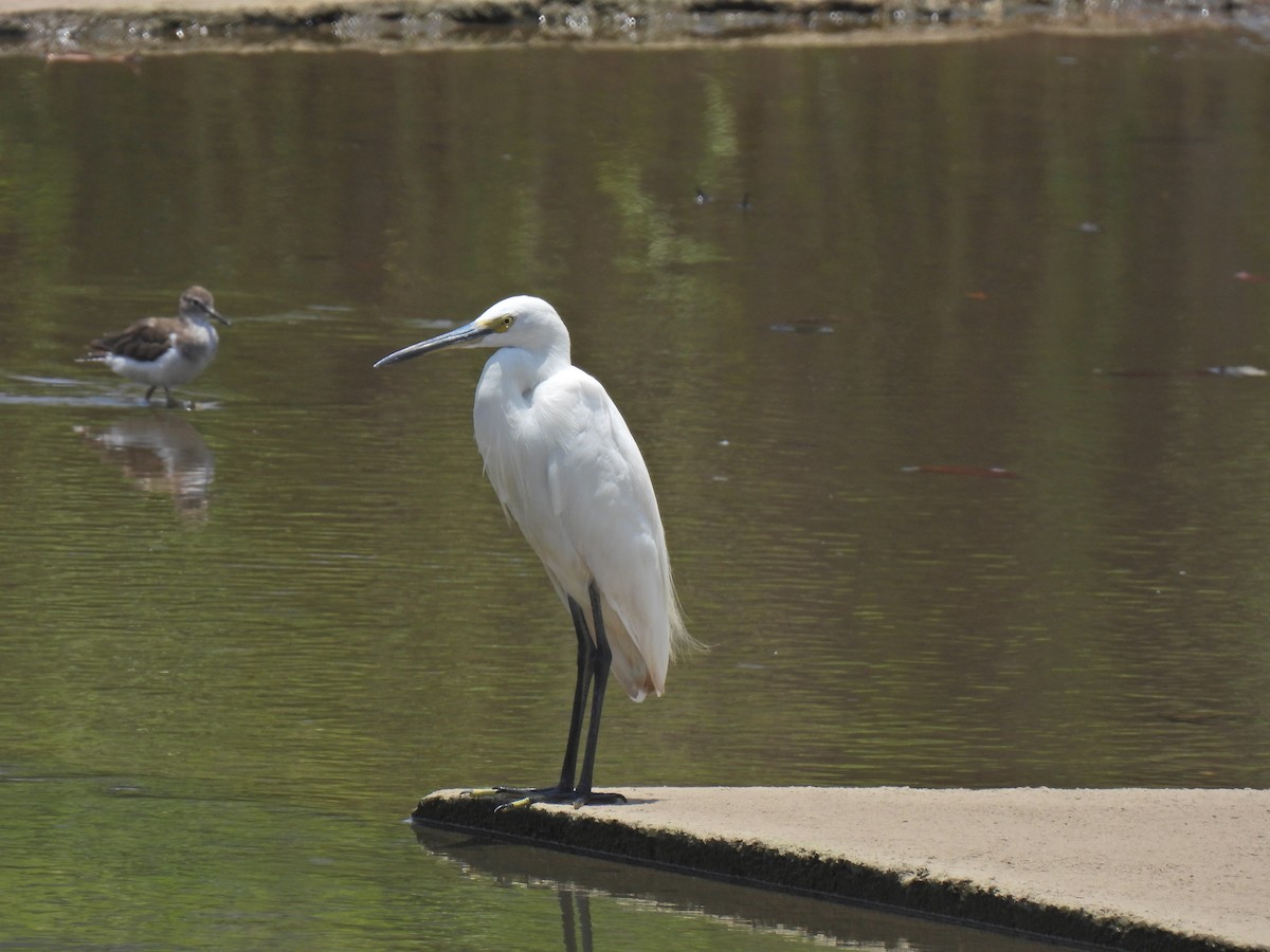 Little Egret - ML624020649