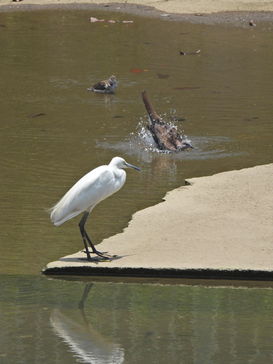 Little Egret - ML624020653