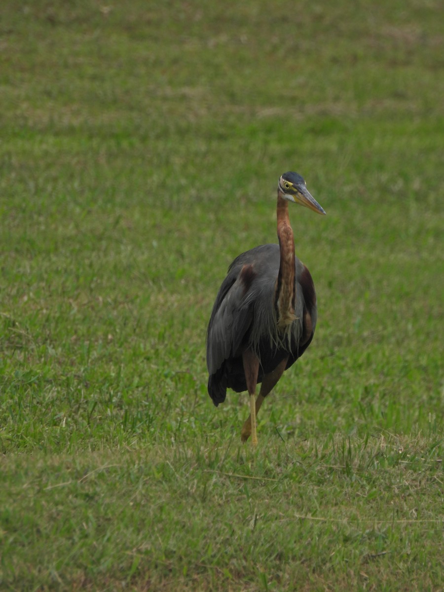 Purple Heron - ML624020661