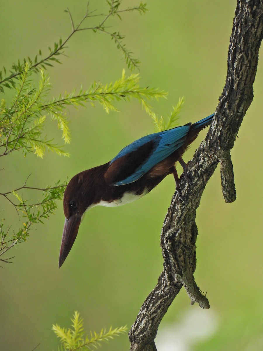 White-throated Kingfisher - ML624020663